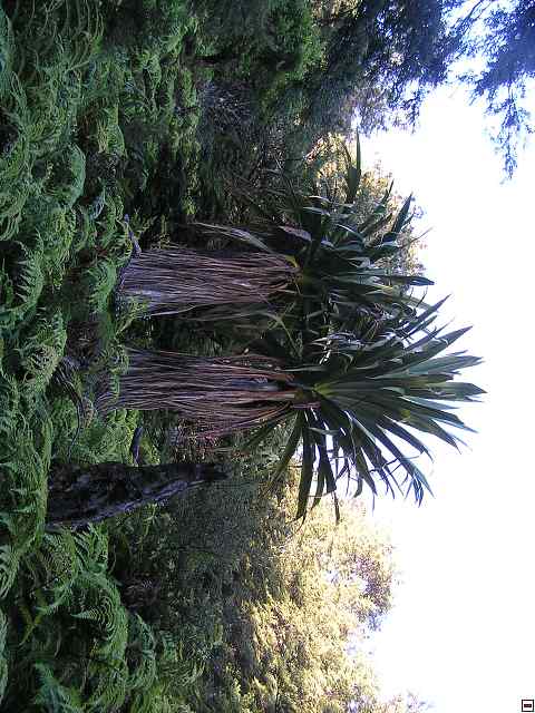 NZ leden-unor 2006 217.jpg